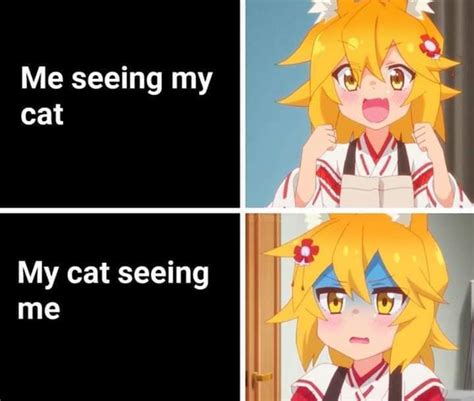 tsundere cat|cute tsundere cat meme.